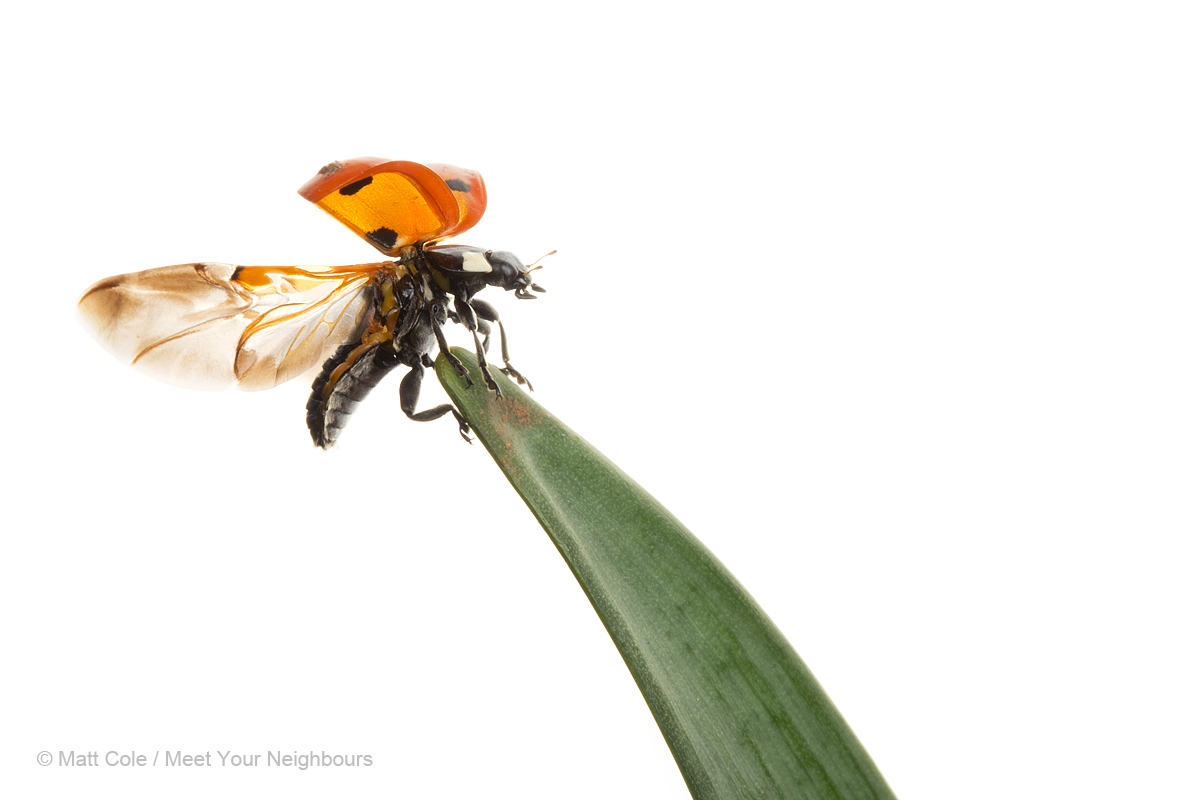 Seven Spot Ladybird Take Off 1